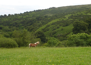 one livestock unit on Belstone Great Green