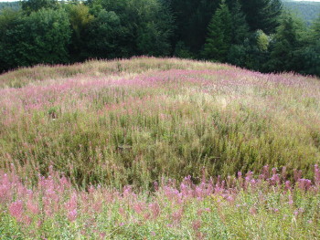 wild flowers on Heywood Castle bailey