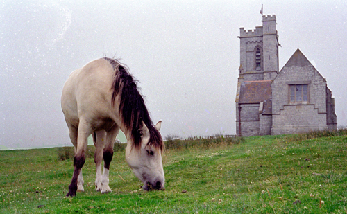 Lundy pony by St Helena's church