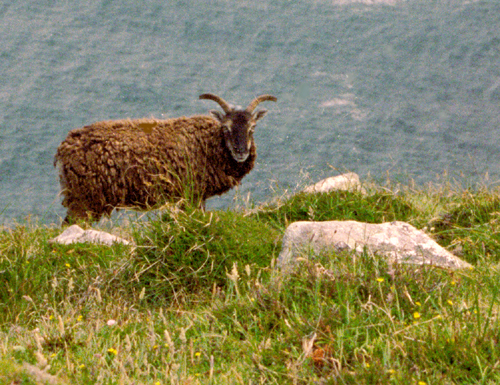 Soay sheep on Lundy cliff top